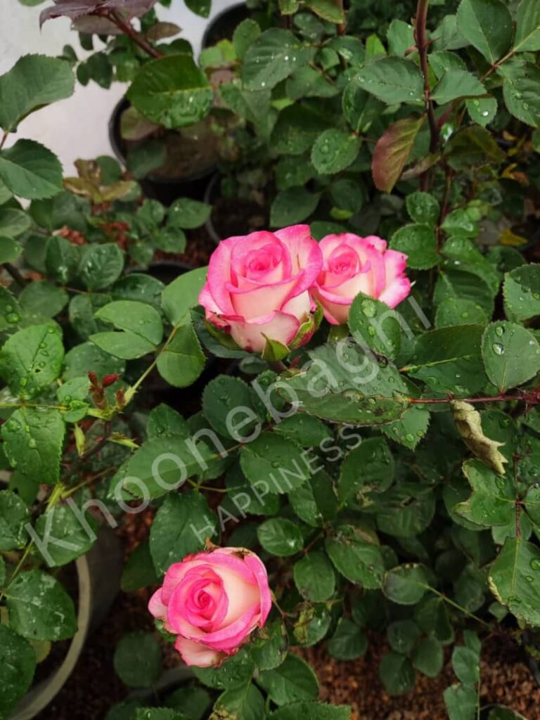 تهران با اقلیم نیمه‌خشک، تابستان‌های گرم و زمستان‌های سرد، نیازمند انتخاب هوشمندانه گیاهانی است که با شرایط آب‌وهوایی و خاک منطقه سازگار باشند. در مناطق مختلف تهران و حومه، گونه‌های خاصی از گیاهان زینتی و باغی عملکرد بهتری دارند