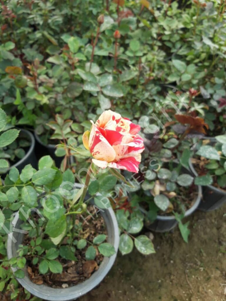 گیاهان مقاوم به باد و خاک سبک: درخت زیتون، اسطوخودوس، رزماری

گیاهان باغچه‌ای پرطرفدار: گل جعفری، شب‌بو، ختمی