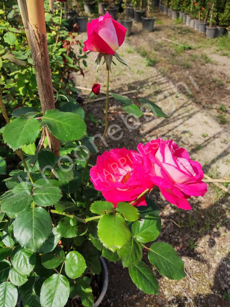 گیاهان سردسیر و سایه‌دوست: شمعدانی، بنفشه، پیچ امین‌الدوله

درختان مناسب: افرا، چنار، سرو نقره‌ای

گل‌های فصلی: لاله، نرگس، میخک