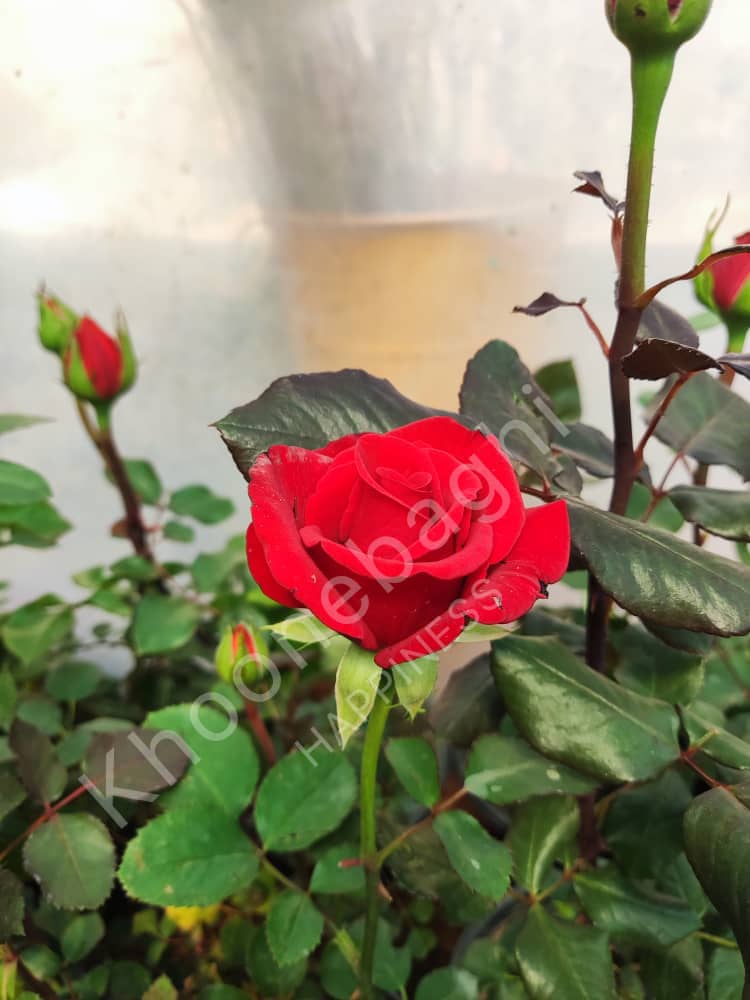 ✅ گیاهان مناسب باغچه و ویلا
گل‌های زینتی: رز هلندی، ختمی، گل پامچال، شمعدانی

