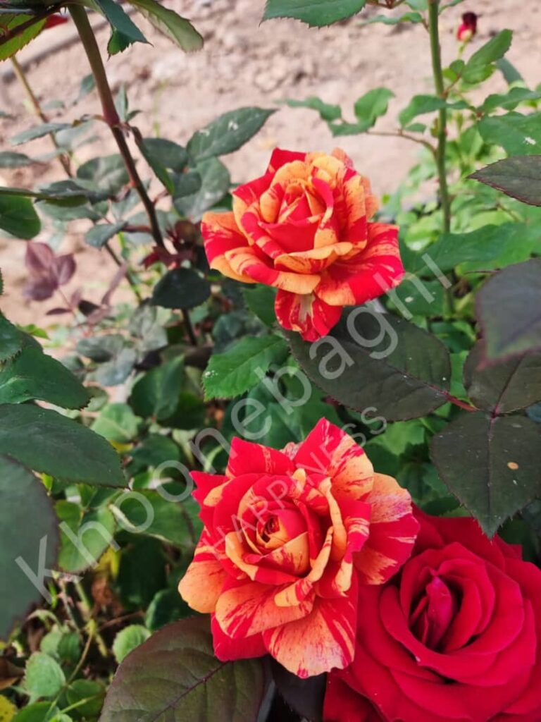 گل رز، که به‌حق لقب ملکه گل‌ها را دارد، یکی از محبوب‌ترین و پرکاربردترین گیاهان زینتی در جهان است. این گل نه‌تنها نماد عشق و زیبایی است، بلکه در صنایع مختلفی مانند عطرسازی، داروسازی، و طراحی فضای سبز نیز جایگاه ویژه‌ای دارد.