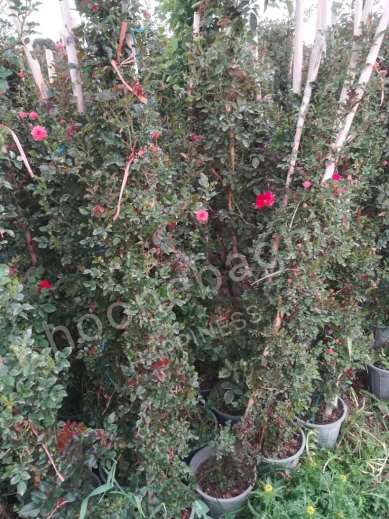 🌿 ویژگی‌های برجسته یاس امین‌الدوله:
نوع رشد: گیاهی رونده و پیچ‌دار، مناسب برای دیوارها، طاق‌ها و آلاچیق‌ها

رنگ گل‌ها: ابتدا سفید، سپس به زرد متمایل می‌شود

رایحه: بسیار معطر و آرامش‌بخش، به‌ویژه در فصل بهار و تابستان

ارتفاع: تا ۶ الی ۹ متر رشد می‌کند

مقاومت: نسبتاً مقاوم به کم‌آبی و سرما، مناسب برای مناطق معتدل و کوهستانی مانند دماوند و لواسان

فصل گلدهی: تابستان