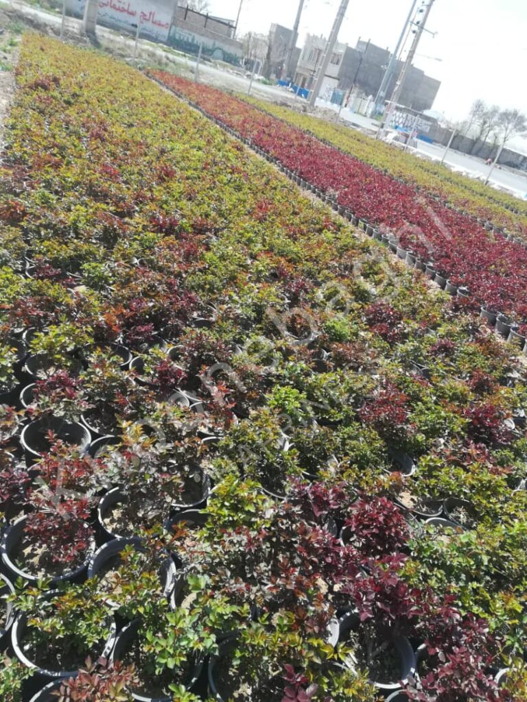 🌿 گل و گیاه مناسب منطقه دماوند و اطراف
منطقه دماوند با آب‌وهوای کوهستانی، زمستان‌های سرد و تابستان‌های معتدل، بستری عالی برای پرورش گیاهان خاص و مقاوم به سرما فراهم می‌کند. در این منطقه، انتخاب گیاهان باید با توجه به ارتفاع، میزان نور، و خاک سبک و غنی صورت گیرد.