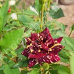 پرورش گل رز