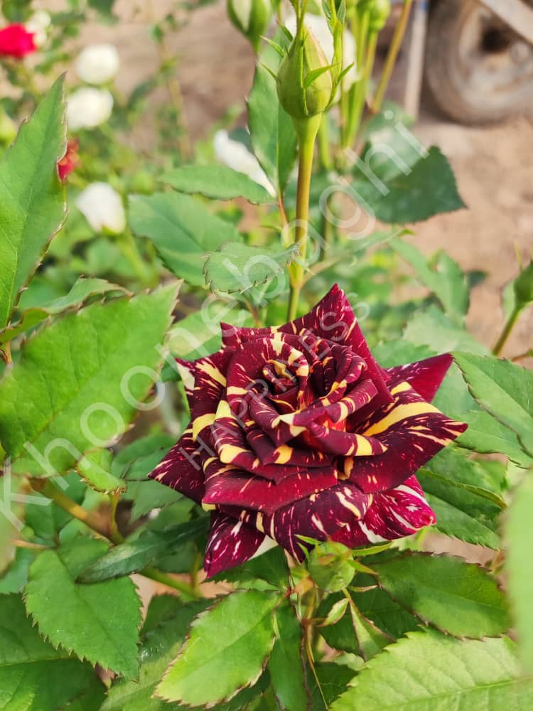 ✅ گیاهان مناسب فضای باز
درختان و درختچه‌ها: سرو نقره‌ای، افرا قرمز، زالزالک، سنجد، بید مجنون

