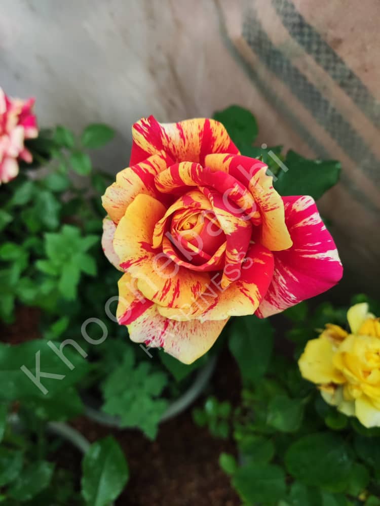 گل‌های فصلی مقاوم: بنفشه، نرگس، لاله، داوودی، شب‌بو

گیاهان دارویی و معطر: اسطوخودوس، آویشن، رزماری، نعناع کوهی