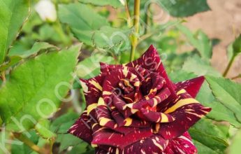 پرورش گل رز